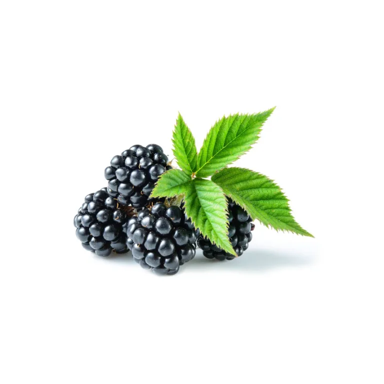 Blackberry - Antalya Serik Berry Çiftliği